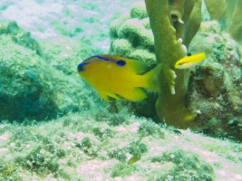 Juvenile Longfin Damselfish IMG 7877